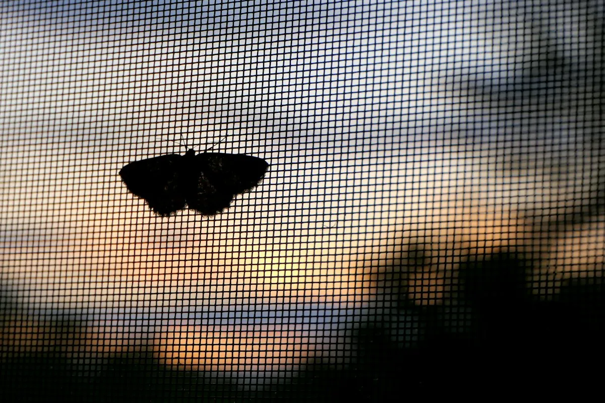 Fliegengitter für Fenster